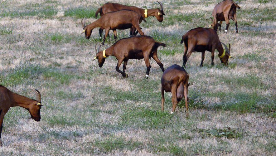 LA CHÈVRERIE VIEULAC, UN MODÈLE D’AGROÉCOLOGIE DÉCOUVERT PAR LES ÉLÈVES DE 6e.
